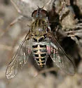 Aphoebantus interruptus - photo 2