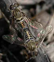 Aphoebantus interruptus - photo 3