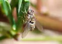 Aphoebantus interruptus - photo 4