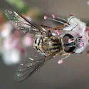 Aphoebantus interruptus - photo 5