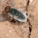Aphoebantus mus