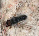 Aphoebantus mus - photo 2