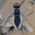 Aphoebantus mus - photo 4