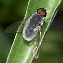 Aphoebantus mus - photo 5