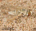 Aphoebantus rattus - photo 2