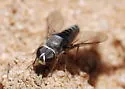 Aphoebantus scalaris - photo 2