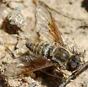 Aphoebantus transitus