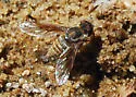 Aphoebantus transitus - photo 2