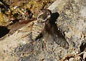 Aphoebantus transitus - photo 3