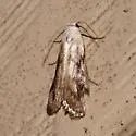 Aphomia fulminalis - Hodges#5630.1