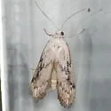 Aphomia fulminalis - Hodges#5630.1 - photo 2
