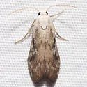 Aphomia fulminalis - Hodges#5630.1 - photo 3