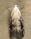Aphomia fulminalis - Hodges#5630.1 - photo 4