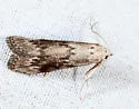 Aphomia fulminalis - Hodges#5630.1 - photo 5