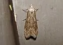 Terrenella Bee Moth - Hodges#5630