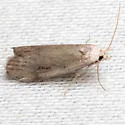Terrenella Bee Moth - Hodges#5630 - photo 2