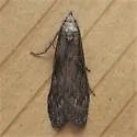 Terrenella Bee Moth - Hodges#5630 - photo 3