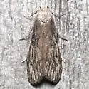 Terrenella Bee Moth - Hodges#5630 - photo 4