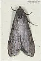 Terrenella Bee Moth - Hodges#5630 - photo 5