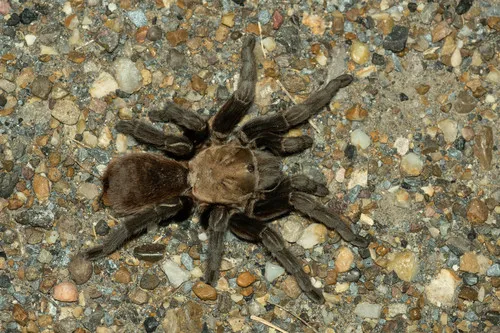 Texas Tan Tarantula