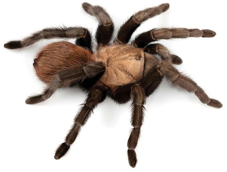 Texas Tan Tarantula - photo 2