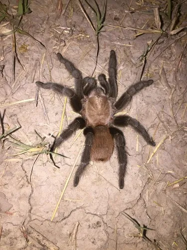 Texas Tan Tarantula - photo 3