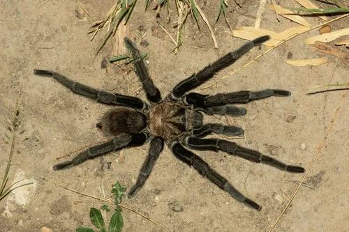 Texas Tan Tarantula - photo 4