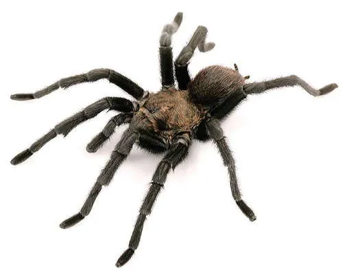 Texas Tan Tarantula - photo 5