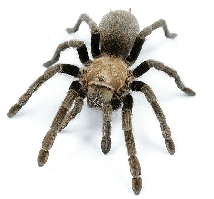 Texas Black Spot Tarantula - photo 2