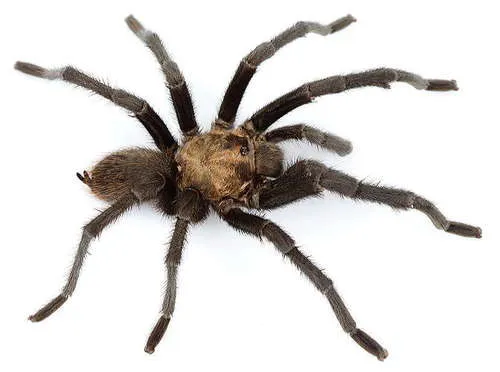 Texas Black Spot Tarantula - photo 4