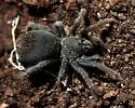 Aphonopelma catalina