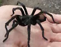 Aphonopelma chiricahua