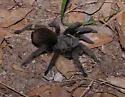Aphonopelma chiricahua - photo 2