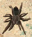 Aphonopelma chiricahua - photo 3