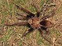 Aphonopelma eutylenum