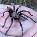 Aphonopelma eutylenum - photo 2