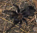 Aphonopelma eutylenum - photo 4