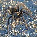Aphonopelma eutylenum - photo 5