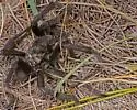 Aphonopelma gabeli