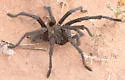 Aphonopelma gabeli - photo 2