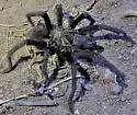 Aphonopelma gabeli - photo 3