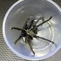Aphonopelma gabeli - photo 4