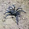 Aphonopelma gabeli - photo 5
