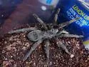 Aphonopelma icenoglei
