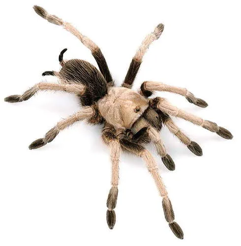 Aphonopelma iodius - photo 2