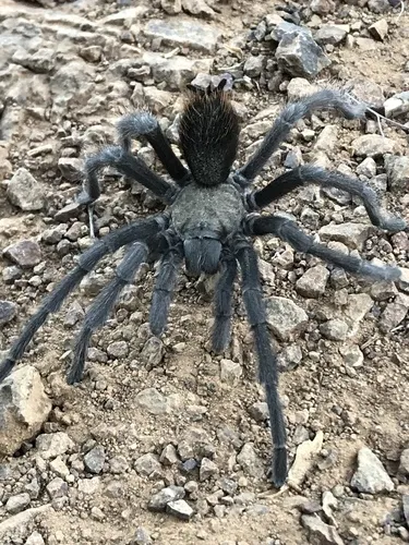 Aphonopelma iodius - photo 3
