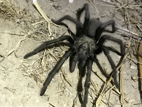 Aphonopelma iodius - photo 4