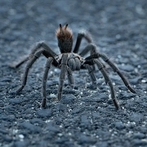 Aphonopelma iodius - photo 6