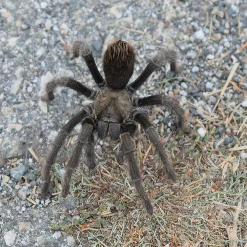 Aphonopelma iodius - photo 7