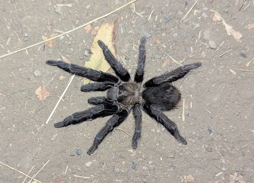 Aphonopelma iodius - photo 8